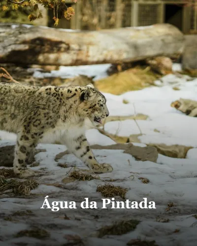 Imagem de capa para Água da Pintada