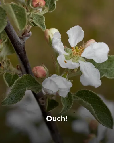 Cover image for Ouch!