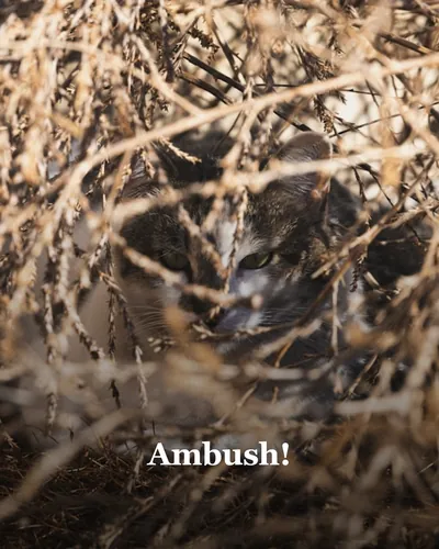 Cover image for Ambush!