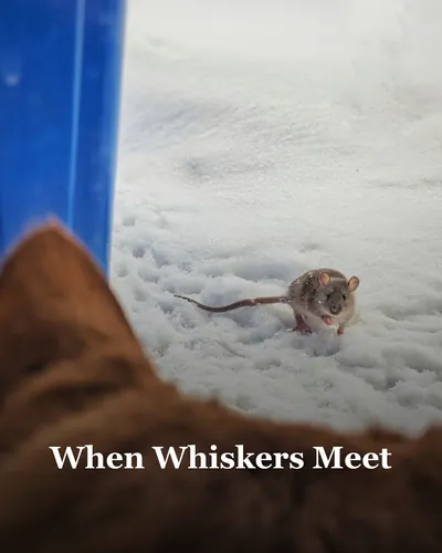 Cover image for When Whiskers Meet