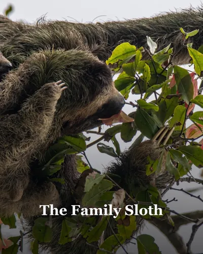 Cover image for The Family Sloth