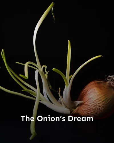 Cover image for The Onion’s Dream