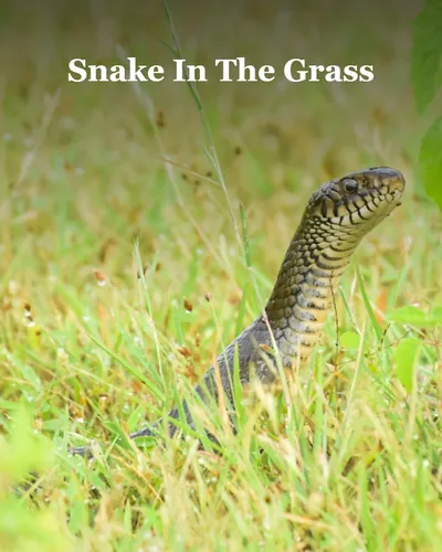 Cover image for Snake In The Grass