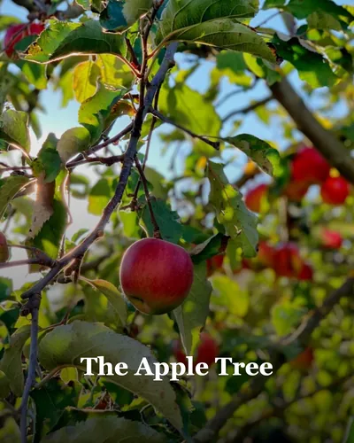 Cover image for The Apple Tree