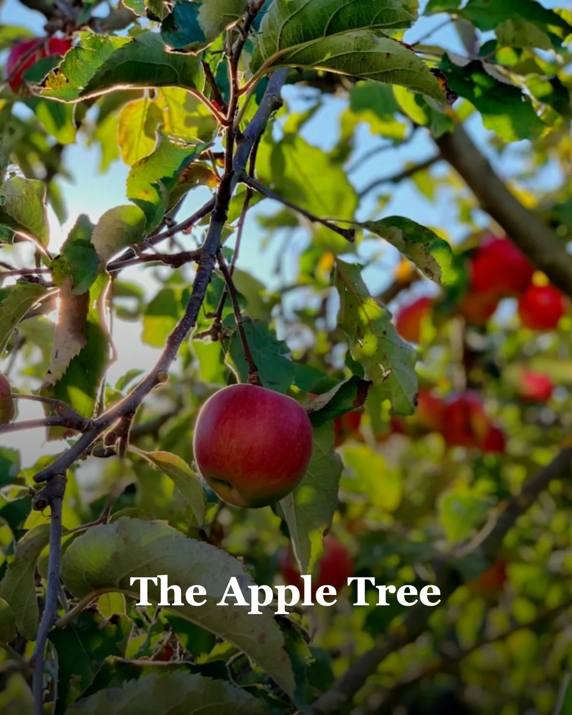 apple fruit on tree