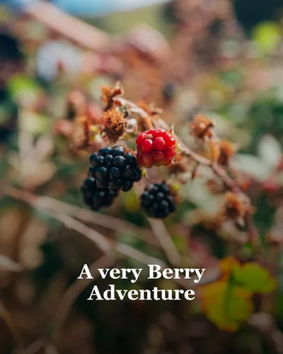 Cover image for A very Berry Adventure