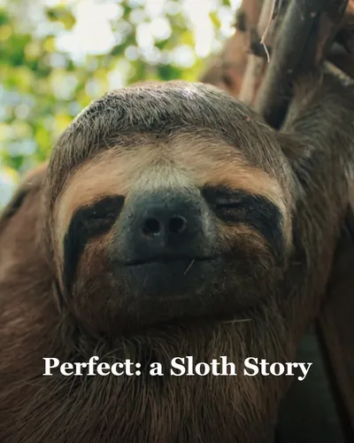 Image de couverture pour Perfect: a Sloth Story