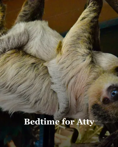 Cover image for Bedtime for Atty