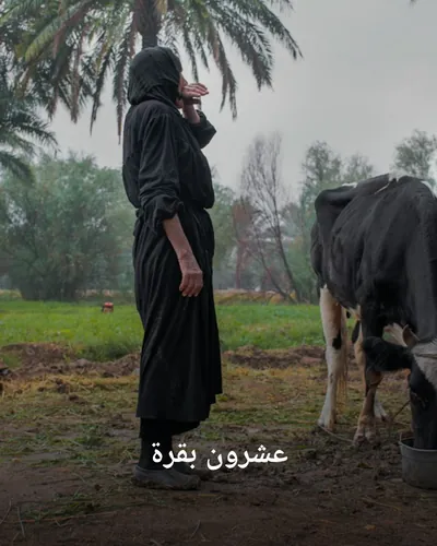 صورة غلاف كتاب "عشرون بقرة"