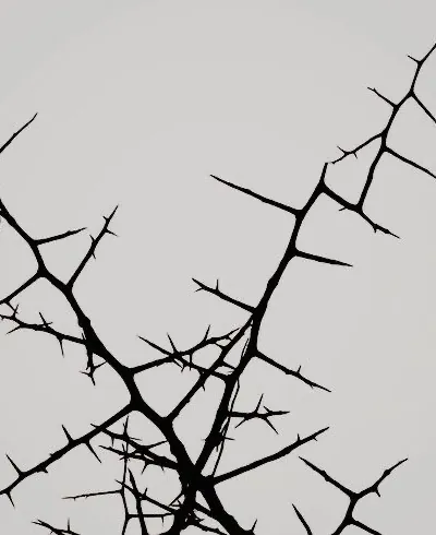 Cover image for The Thorn’s body