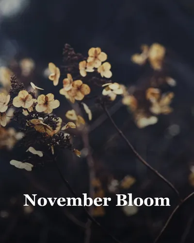 Cover image for November Bloom