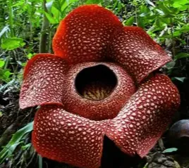 Cover image for Let me Bloom