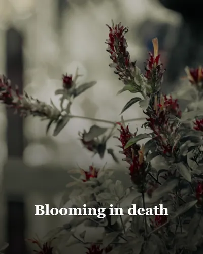Image de couverture pour Blooming in death