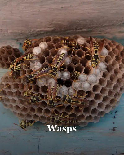 Cover image for Wasps