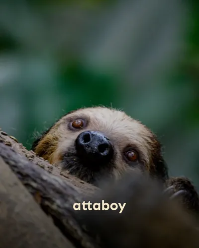 Cover image for attaboy