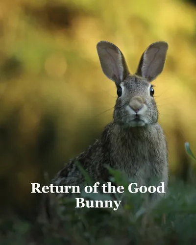 Cover image for Return of the Good Bunny