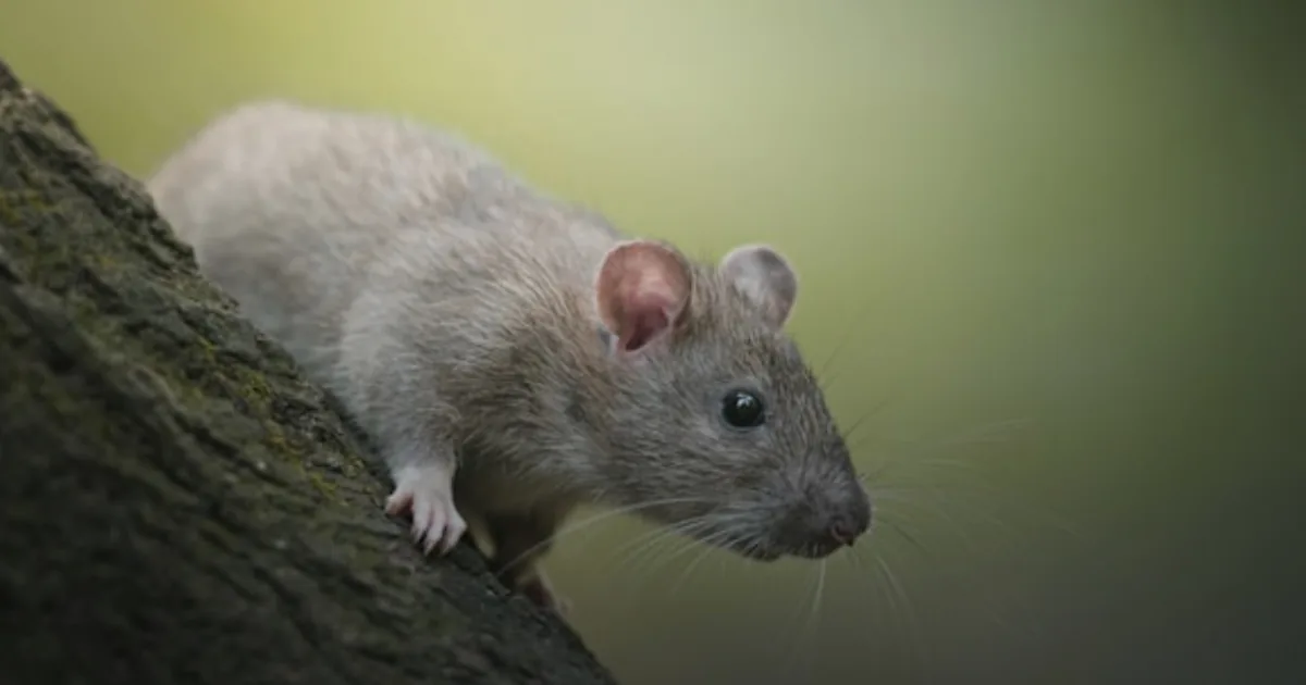 The Rat Moot | Short Stories on StorySloth