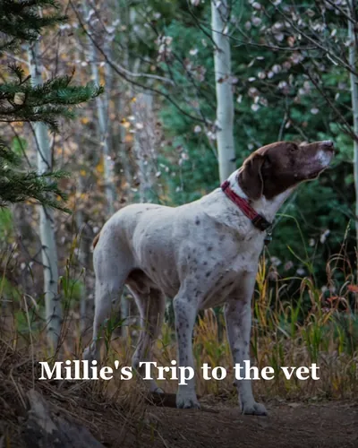 Cover image for Millie's Trip to the vet
