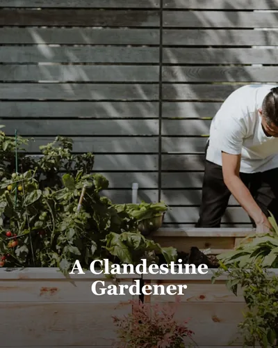 Cover image for A Clandestine Gardener