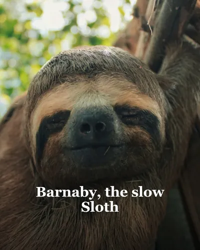 Imagen de portada de Barnaby, the slow Sloth
