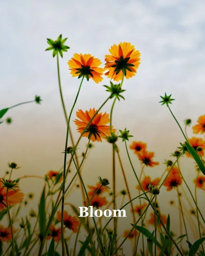 Cover image for Bloom