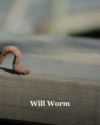 Cover image for Will Worm