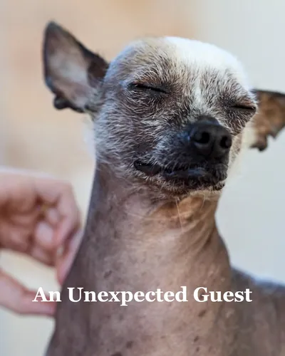 Cover image for An Unexpected Guest