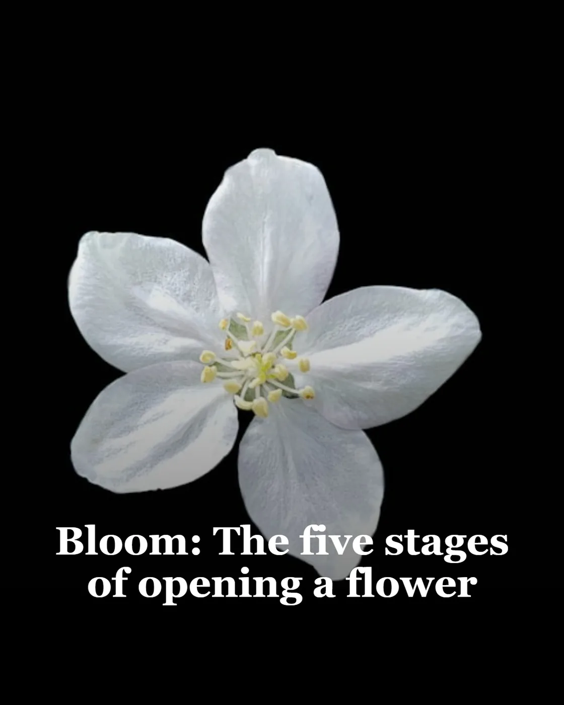 white five petal flower
