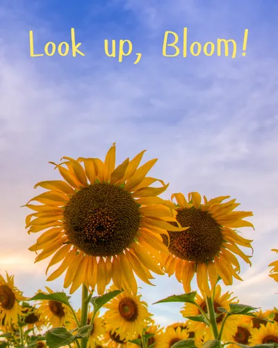 Cover image for Look Up, Bloom!