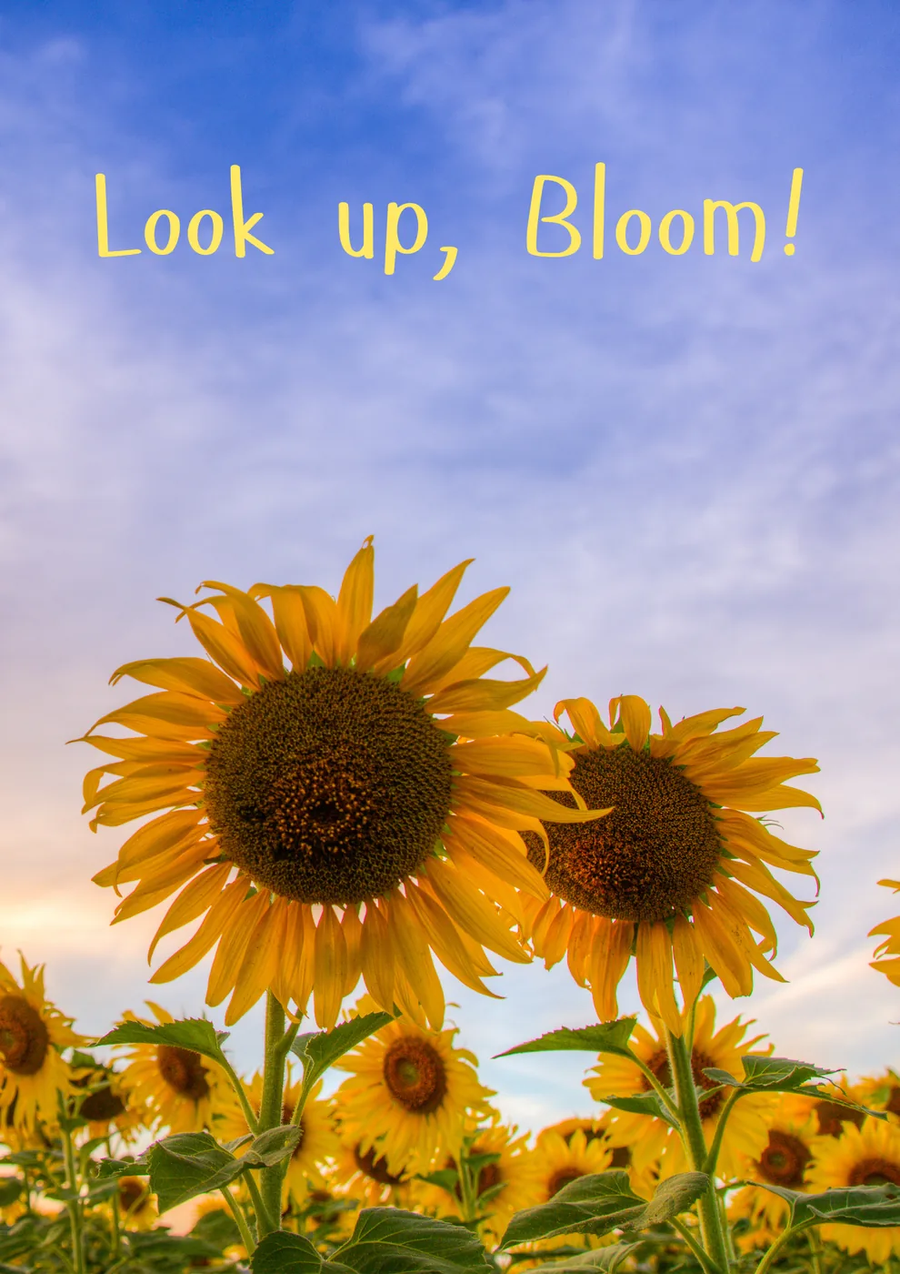 Look Up, Bloom!