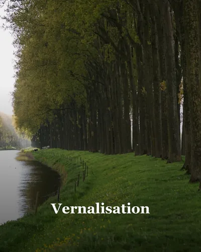 Cover image for Vernalisation