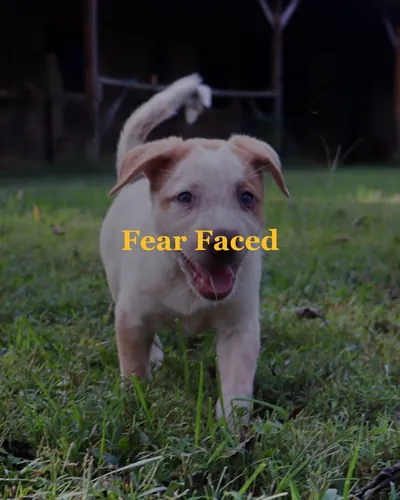 Cover image for Fear Faced
