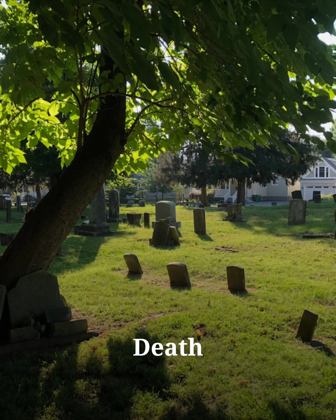 a cemetery with a tree in the middle of it
