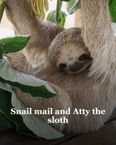 Cover image for Snail mail and Atty the sloth