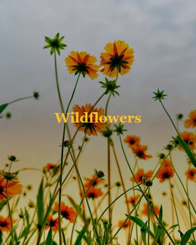 Cover image for Wildflowers