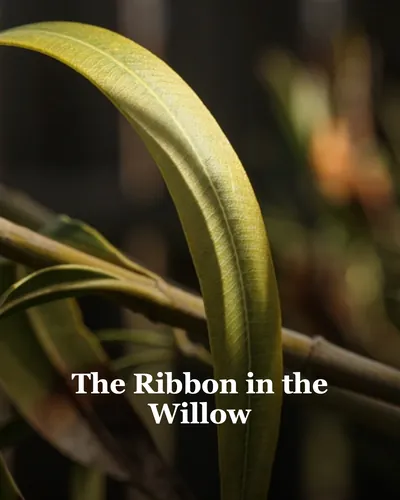 Cover image for The Ribbon in the Willow
