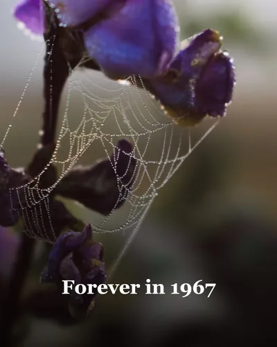 Cover image for Forever in 1967