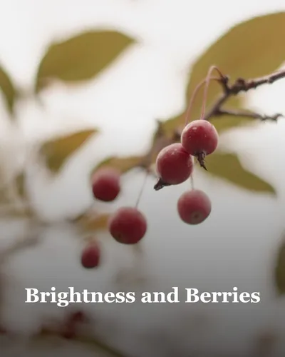 Cover image for Brightness and Berries