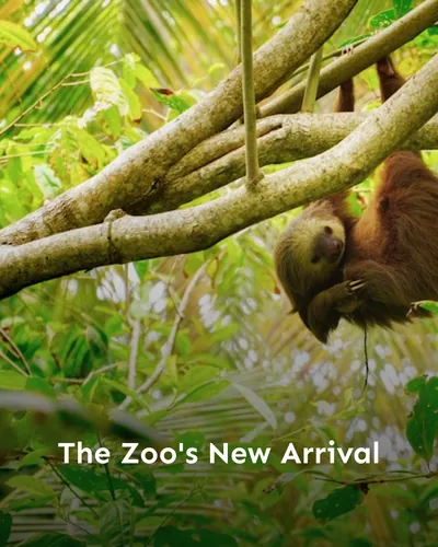 Cover image for The Zoo's New Arrival