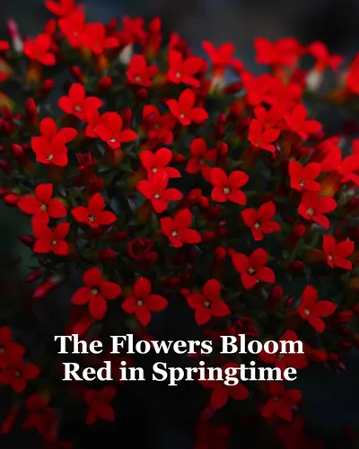 Cover image for The Flowers Bloom Red in Springtime