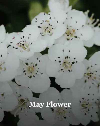 Cover image for May Flower