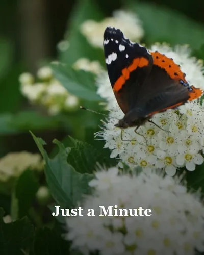 Cover image for Just a Minute