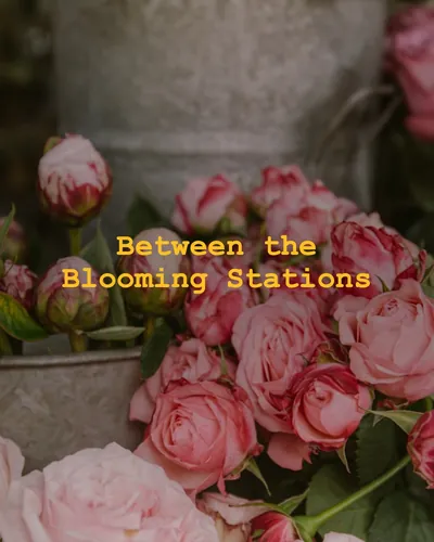 Cover image for Between the Blooming Stations