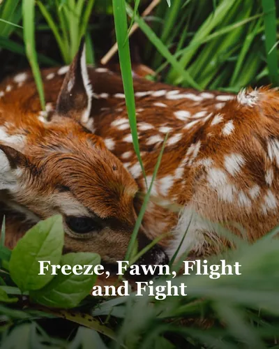 Cover image for Freeze, Fawn, Flight and Fight