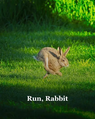 Cover image for Run, Rabbit