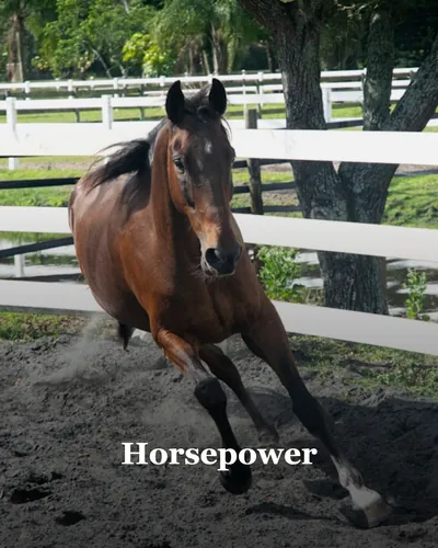 Cover image for One Horsepower