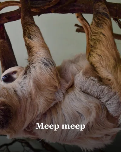 Cover image for Meep meep