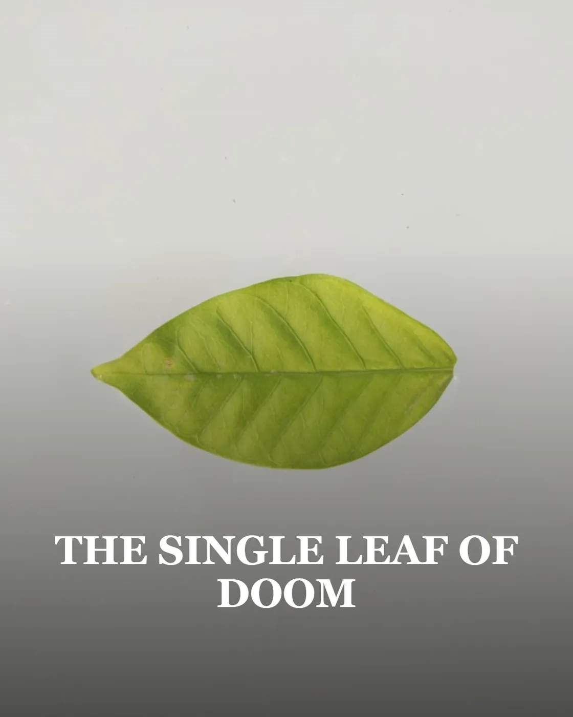 green leaf on white surface
