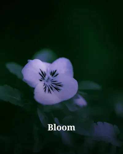 Cover image for Bloom