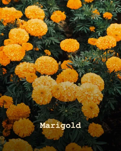 Cover image for Marigold